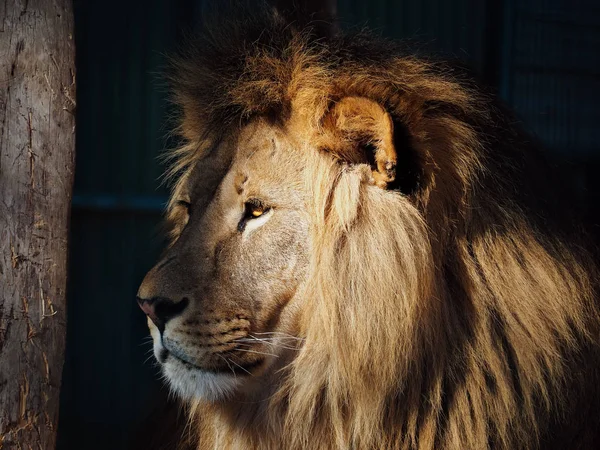 Grote Koning Leeuw Weergave Van Donkere Achtergrond Van Links — Stockfoto