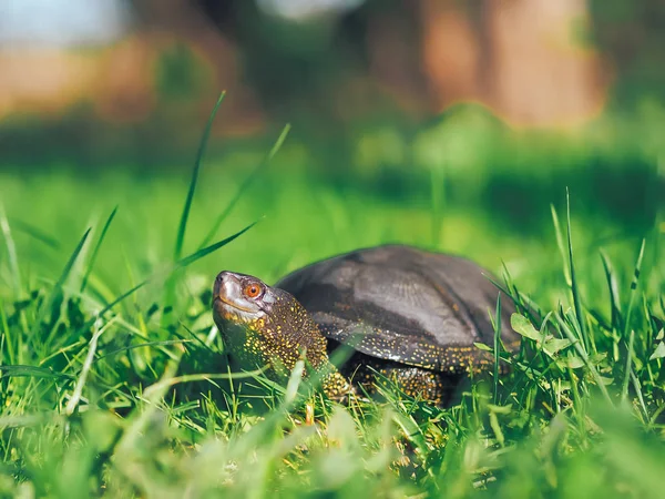Schildkröte Läuft Grünen Gras — Stockfoto
