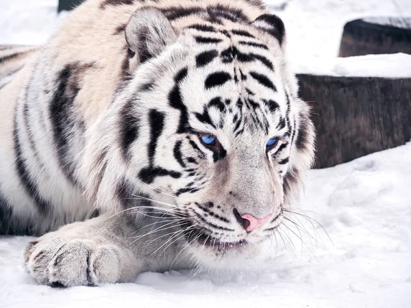 Fehér Tigris Panthera Tigris Bengalensis Hóban Portré — Stock Fotó