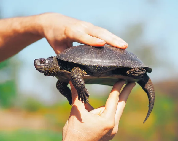 Tartaruga Che Cammina Sull Erba Verde — Foto Stock