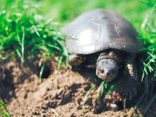 Tartaruga Che Cammina Sull Erba Verde — Foto Stock