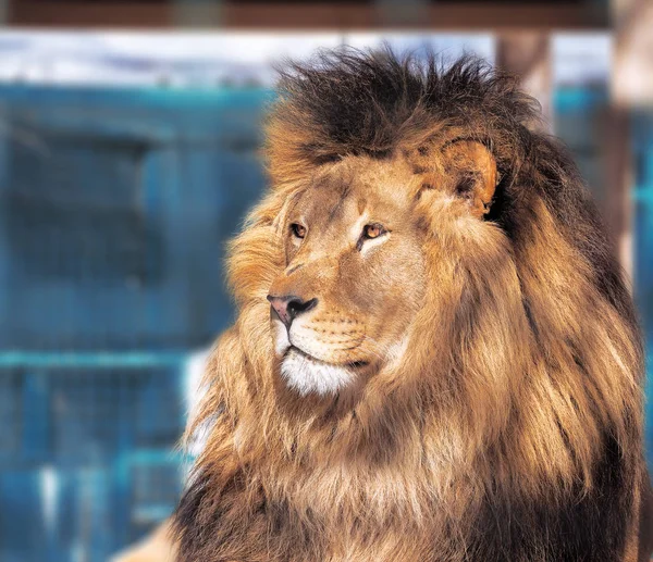 Löwe Aus Nächster Nähe Mit Klugen Augen — Stockfoto
