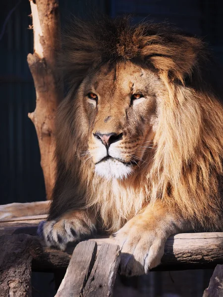 Löwenporträt Mit Blick Nach Links — Stockfoto
