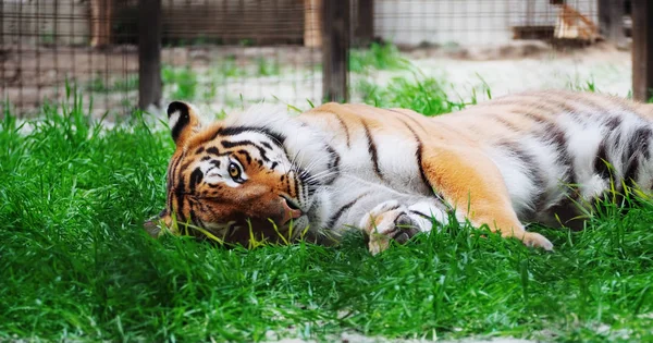 Tiger laying at the green grass