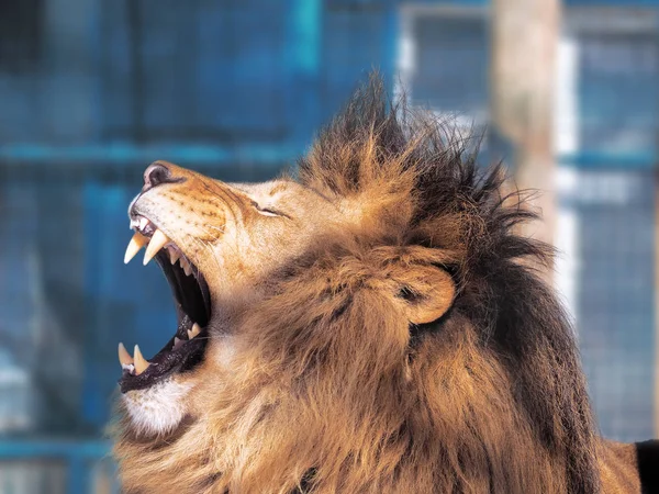 Akıllı gözleri ile aslan yakın çekim 