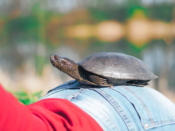 Tortue Assis Sur Cul Des Filles — Photo