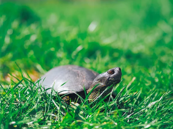 Schildkröte Läuft Grünen Gras — Stockfoto