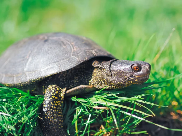 Tartaruga Che Cammina Sull Erba Verde — Foto Stock