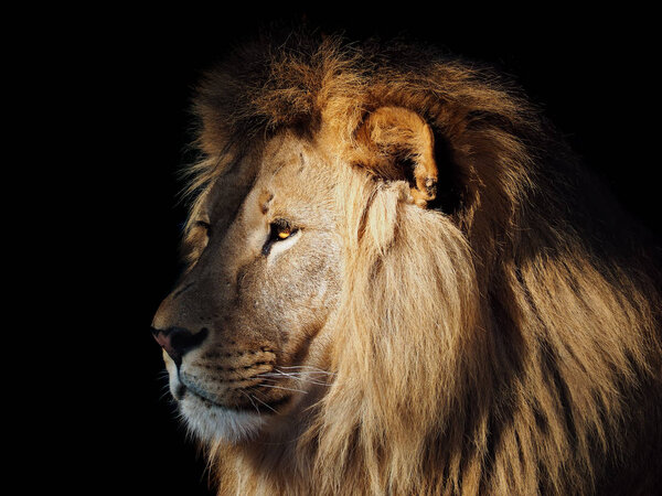 Lion great king at the dark background view from left isolated at black