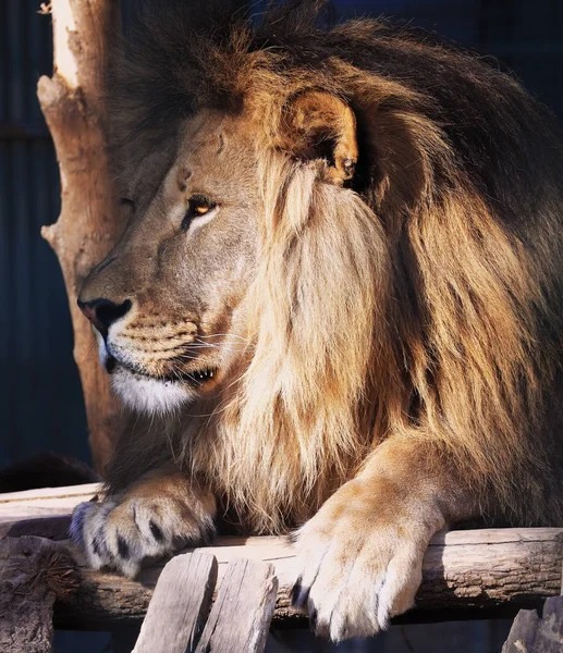 Löwenporträt Links — Stockfoto