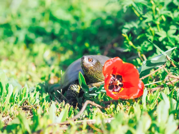 Tartaruga Che Cammina Sull Erba Verde — Foto Stock