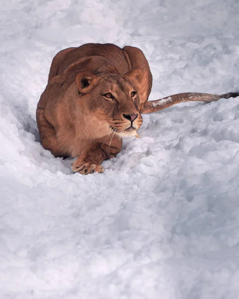 Lioness laying at the snow wating for jump