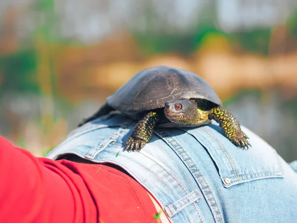 Schildkröte Sitzt Arsch Der Mädchen — Stockfoto