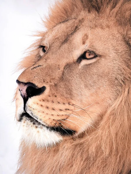 Lion profile close up at the snow