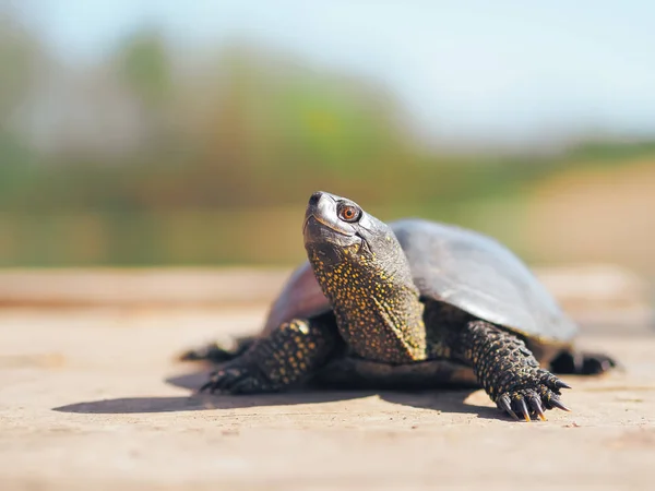 Turtle Walking Green Grass — Stock Photo, Image