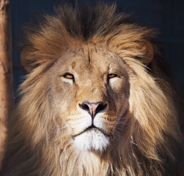 Lion Allvarliga Porträtt Afrikanska Närbild — Stockfoto