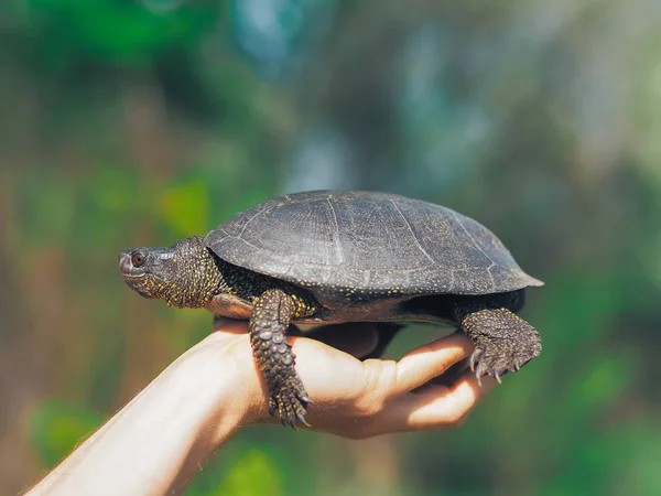 Schildkröte Läuft Grünen Gras — Stockfoto