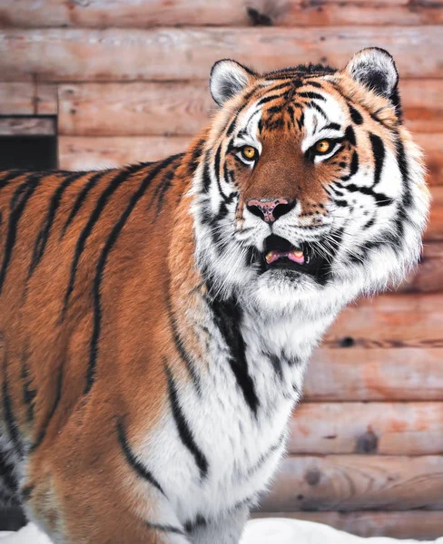 Tiger at the snow looking back close - up