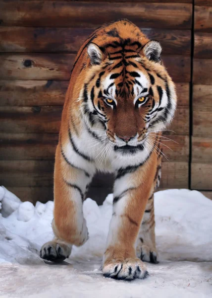 Тигр Працює Камеру — стокове фото
