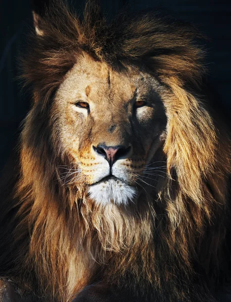 Löwe Großer König Auf Dem Dunklen Hintergrund Vorderansicht — Stockfoto