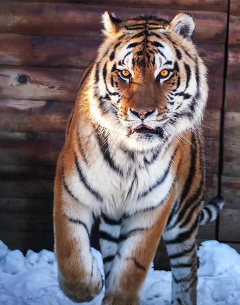 トラでフルサイズのカメラを — ストック写真