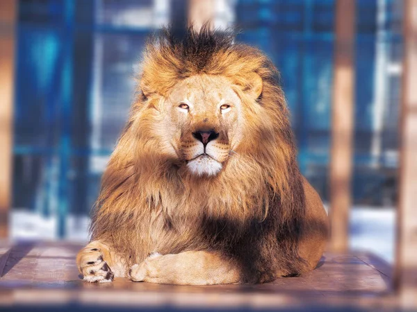 Löwe Aus Nächster Nähe Mit Klugen Augen — Stockfoto