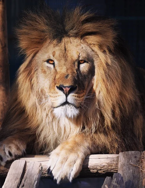 Lion Portrait Looking Camera — Stock Photo, Image