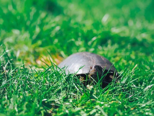 Tartaruga Che Cammina Sull Erba Verde — Foto Stock