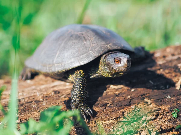 Turtle Walking Green Grass — Stock Photo, Image