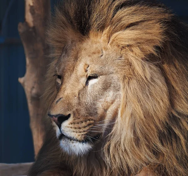 Lion Ernstige Portret Afrikaanse Close — Stockfoto