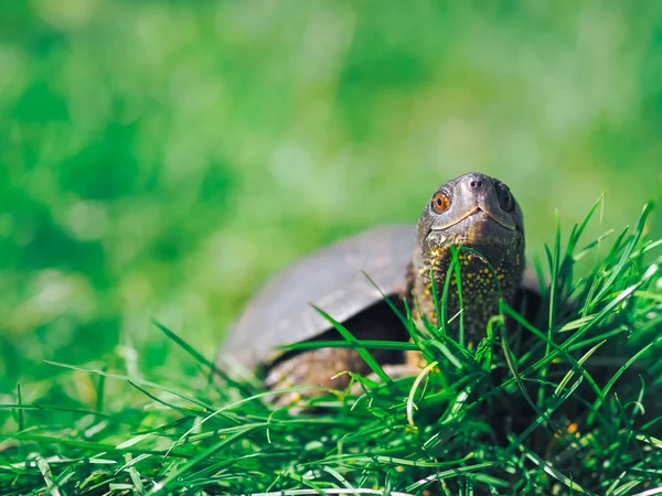 Schildkröte Läuft Grünen Gras — Stockfoto