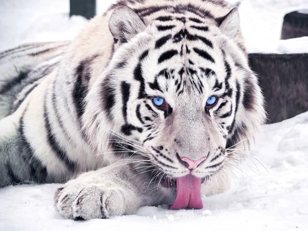 Beyaz kaplan Panthera tigris bengalensis portre kırmızı dil ile