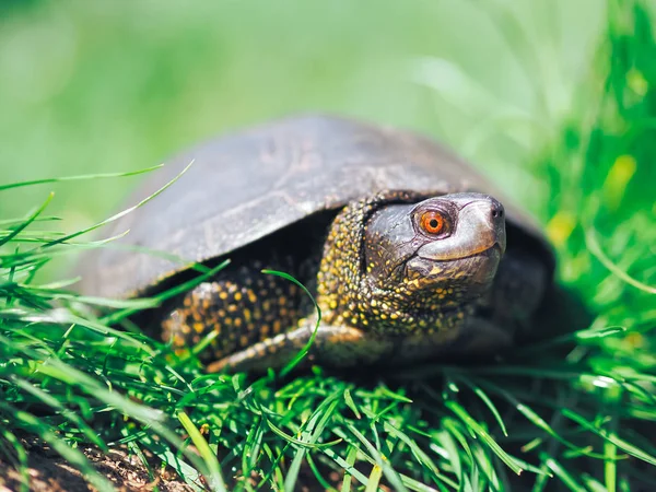 Turtle Walking Green Grass — Stock Photo, Image