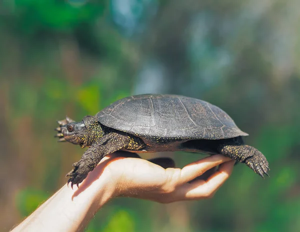 Schildkröte Läuft Grünen Gras — Stockfoto