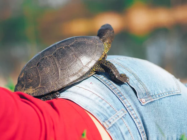 Schildkröte Sitzt Arsch Der Mädchen — Stockfoto