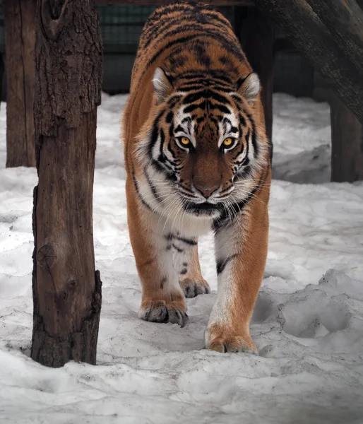 Тигр Смотрит Камеру Полный Рост — стоковое фото