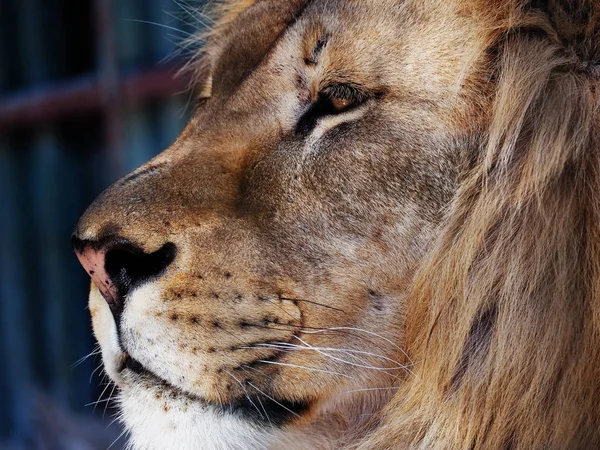 Lion Slimme Close Profiel Bekijken Vanaf Linkerkant — Stockfoto