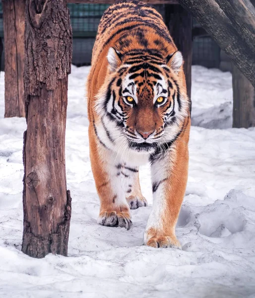 Тигр Кричить Дивиться Камеру Повного Розміру — стокове фото
