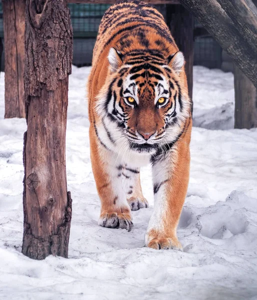 Tiger Sneaks Looking Camera Full Size — Stock Photo, Image