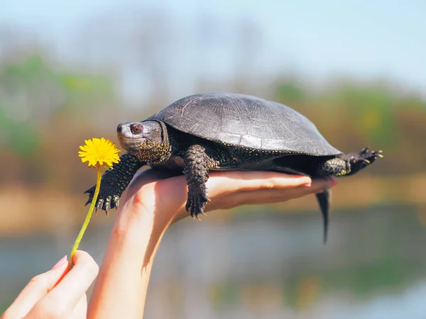 緑の芝生で歩くカメ — ストック写真