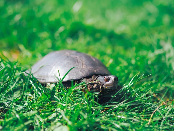 Черепаха Ходит Зеленой Траве — стоковое фото
