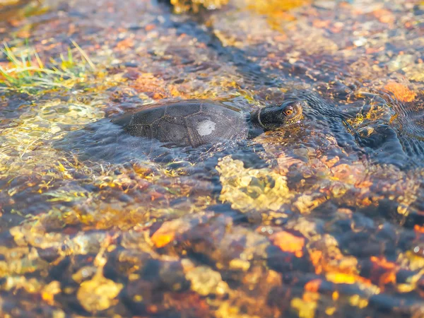Черепаха Спітніла Воді — стокове фото