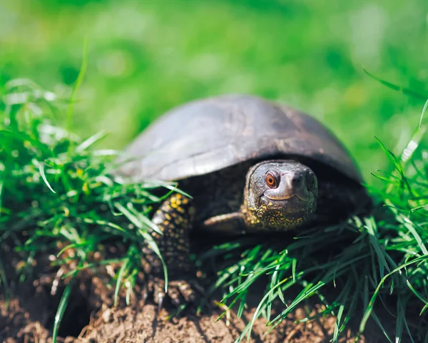 Schildkröte Läuft Grünen Gras — Stockfoto