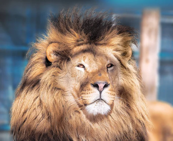 Löwe Aus Nächster Nähe Mit Klugen Augen — Stockfoto