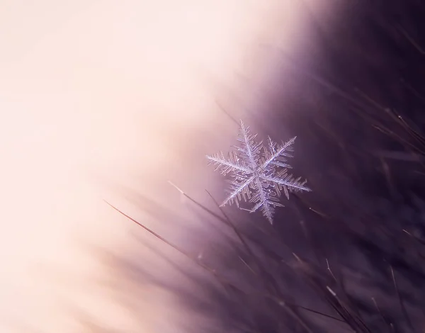 Flocon Neige Magnifiquement Sur Fond Coloré Macro — Photo