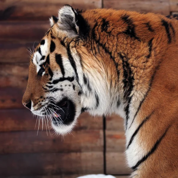 虎のプロファイルのクローズ アップ — ストック写真
