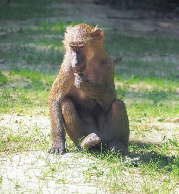 Yeşil çimlere oturup maymun
