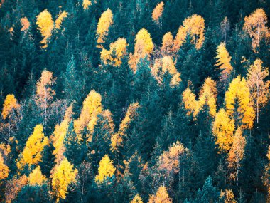 Sonbahar forest pines adlı Dağları ile