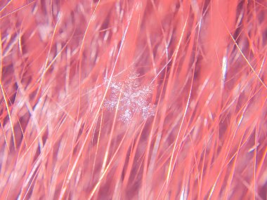 Kar tanesi güzel renkli arka plan makro üzerinde