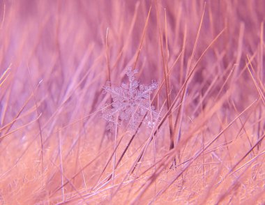 Kar tanesi güzel renkli arka plan makro üzerinde
